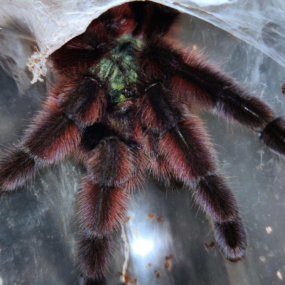 Caribena versicolor